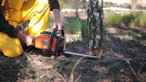 Best Tree Maintenance Programs  in La Villa, TX