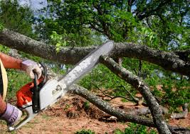 Best Palm Tree Trimming  in La Villa, TX