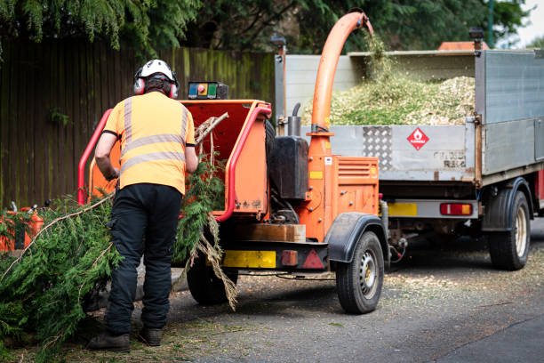 Best Stump Grinding and Removal  in La Villa, TX