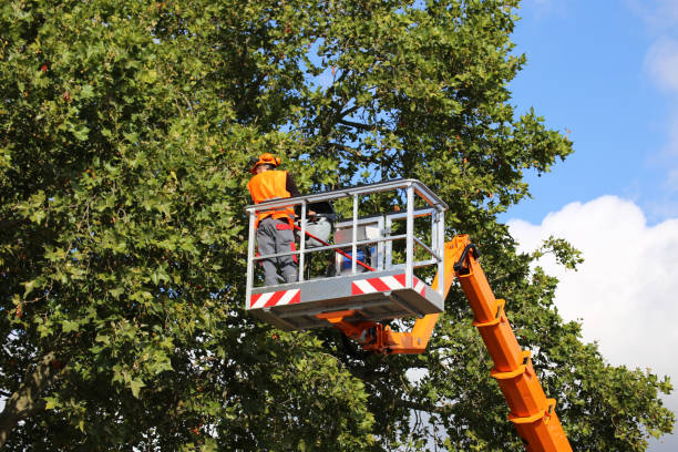 Best Tree and Shrub Care  in La Villa, TX