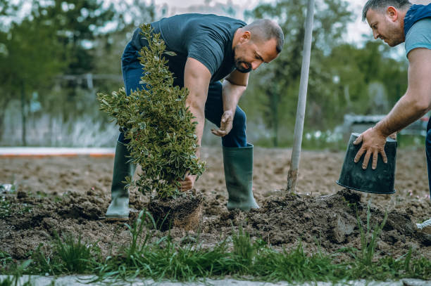 Best Seasonal Cleanup (Spring/Fall)  in La Villa, TX