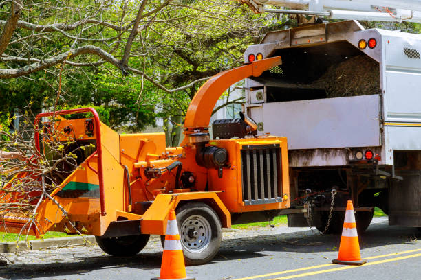 Best Storm Damage Tree Cleanup  in La Villa, TX