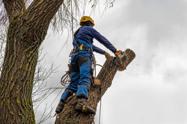Trusted La Villa, TX Tree Services Experts