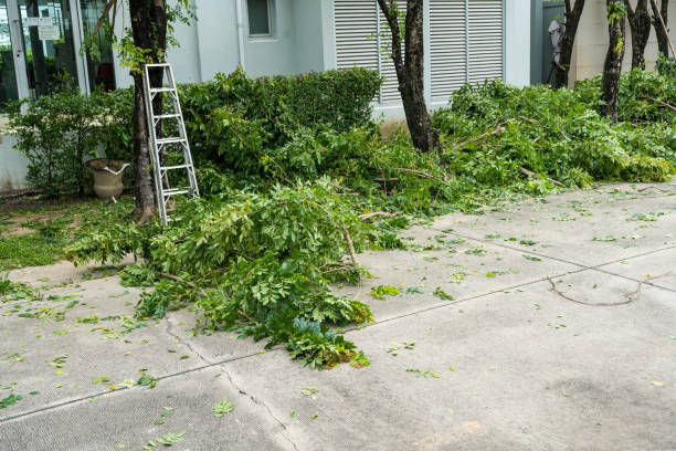 Best Fruit Tree Pruning  in La Villa, TX