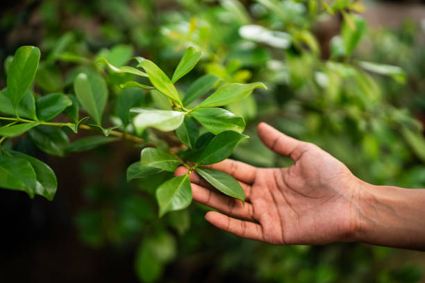 How Our Tree Care Process Works  in  La Villa, TX